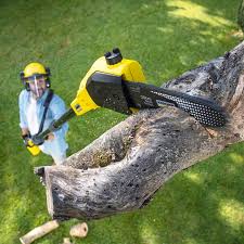 Best Lawn Renovation and Restoration  in Griffin, GA
