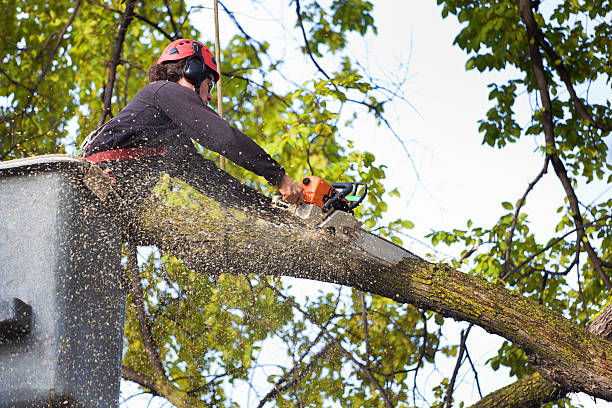 Best Tree Risk Assessment  in Griffin, GA