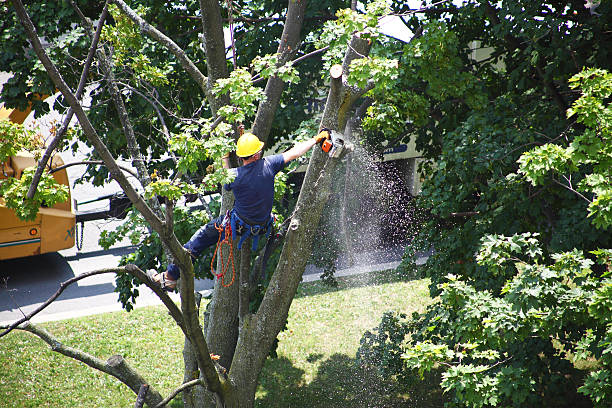 Griffin, GA Tree Care Pros