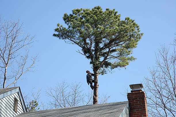 Best Lawn Mowing  in Griffin, GA