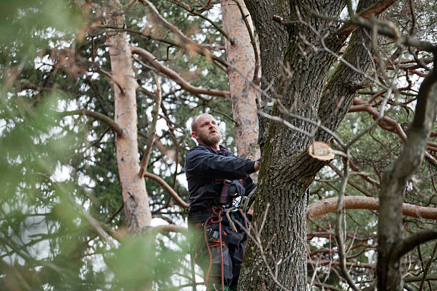 How Our Tree Care Process Works  in  Griffin, GA
